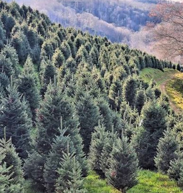 The Fraser Fir Harvest: A High Country Winter Tradition